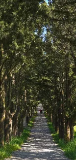 Sunlit forest path flanked by verdant trees under a bright blue sky.