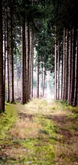 Wallpaper of a tranquil forest path with tall trees and green foliage.