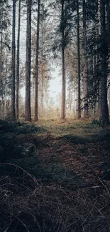 Calm forest path with tall trees and sunlight filtering through.