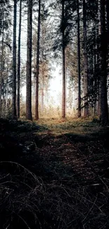 Serene path through a forest with soft sunlight filtering through tall trees.