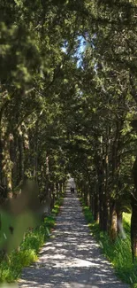 Serene forest path with trees and sunlight on a mobile wallpaper.