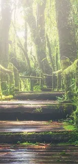 Serene forest path surrounded by lush greenery.