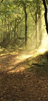 Sunlit forest path with tranquil atmosphere and lush green trees.