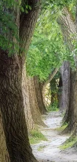 Pathway through lush green forest with tall tree trunks.