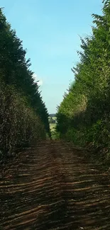 Forest path with lush green trees and a clear sky.