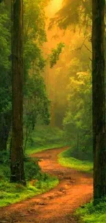 Serene forest path with trees and sunlight filtering through.