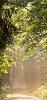 Serene forest path with sunlight filtering through green leaves.