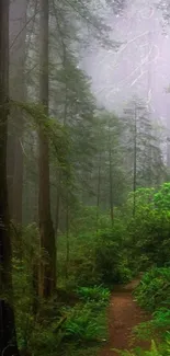 Tranquil forest path surrounded by lush greenery.