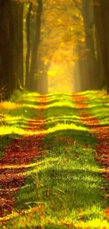 Scenic forest pathway with autumn foliage in vibrant colors on a sunny day.