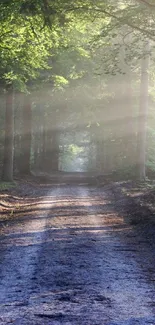 Serene forest path with sunlight filtering through trees.