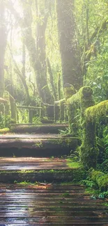 Tranquil forest path with lush greenery and wooden stairs under soft light.