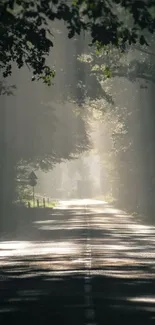 Sunlit forest path with dappled light filtering through lush green trees.