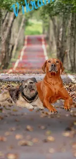 Dogs resting on a forest path surrounded by autumn leaves.