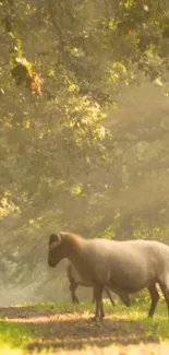 Sheep on a tranquil forest path under dappled sunlight.