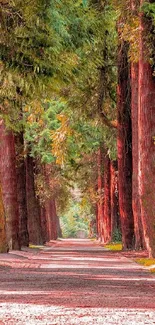 Redwood forest pathway with lush greenery and sunlight filtering through the trees.