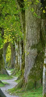 Serene forest pathway with lush green trees and a winding trail.