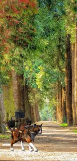 Dog on a forest path surrounded by tall, green trees in a tranquil setting.