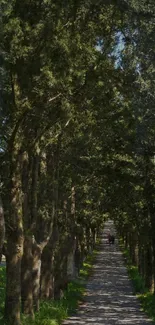 Serene tree-lined pathway in lush forest under sunlight.