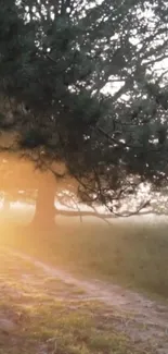 Forest pathway with golden sun rays filtering through the trees.