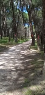 Forest pathway with tall trees and dappled sunlight.