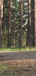 Serene nature wallpaper with tall forest trees and a pathway.