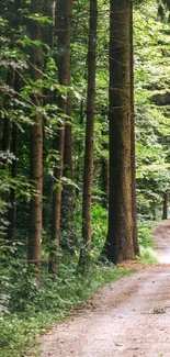 Serene path through lush green forest with towering trees.