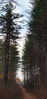 Peaceful forest path surrounded by tall trees.