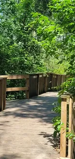 Serene wooden pathway through lush green forest.