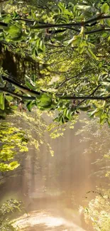 Sunlit forest path with lush green leaves creating a peaceful atmosphere.