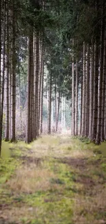 Serene forest path with tall trees creating a tranquil ambiance.