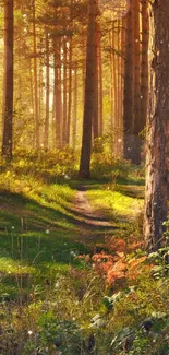 Sunlit forest pathway with lush greenery.