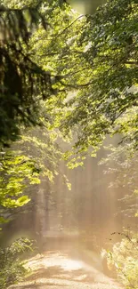 Sunlit forest path with green canopy and dusty trail.