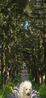 A serene forest pathway with lush green trees and a bright sky.