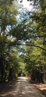 Serene forest pathway under lush green tree canopy.