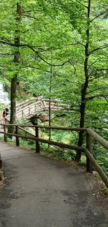 Peaceful forest path with lush green trees and a wooden walkway.