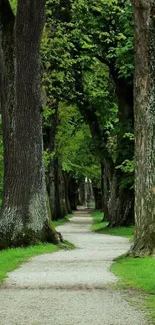 Serene forest pathway with lush green trees.