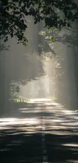 Sunlit forest pathway with overhanging trees and shadows on the road.