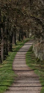 Serene forest pathway with towering trees.