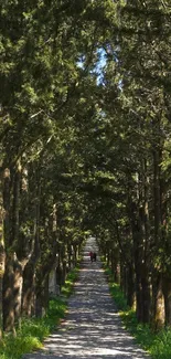 Serene forest pathway enveloped by lush trees.