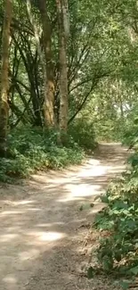 Serene pathway through a lush green forest.