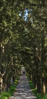 Sunlit forest pathway under green trees.