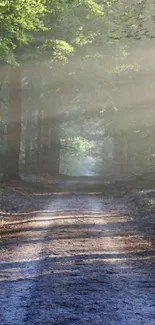 Serene forest path with sunlight streaming through trees.