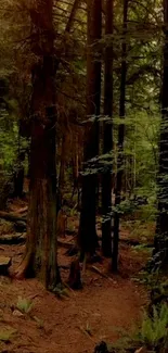 A serene forest pathway with towering trees and lush greenery.