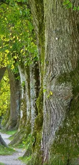 A tranquil forest pathway lined with lush green trees.