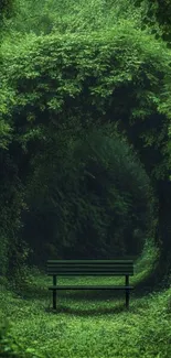 Lush green forest pathway with a bench