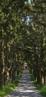 Scenic forest pathway lined with lush green trees under blue sky.