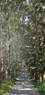 A serene forest pathway under a lush tree canopy, leading into the distance.