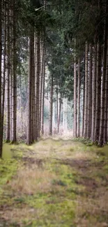 Peaceful forest pathway with tall trees and lush greenery.