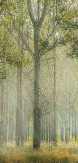 Sunlit forest scene with towering trees and lush greenery.