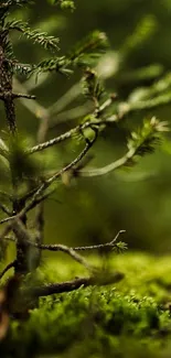 Close-up of a serene forest plant with lush green foliage.